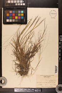 Digitaria cognata image