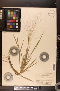 Digitaria cognata image