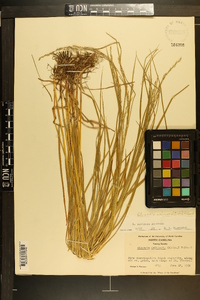 Glyceria melicaria image