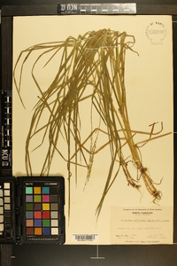 Glyceria melicaria image