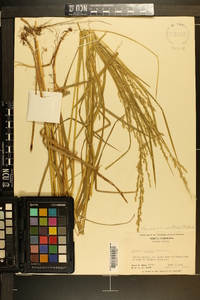 Glyceria melicaria image