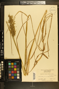 Glyceria obtusa image