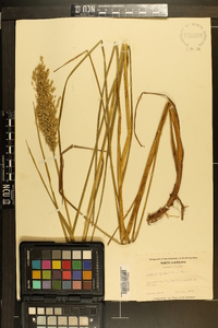 Glyceria obtusa image