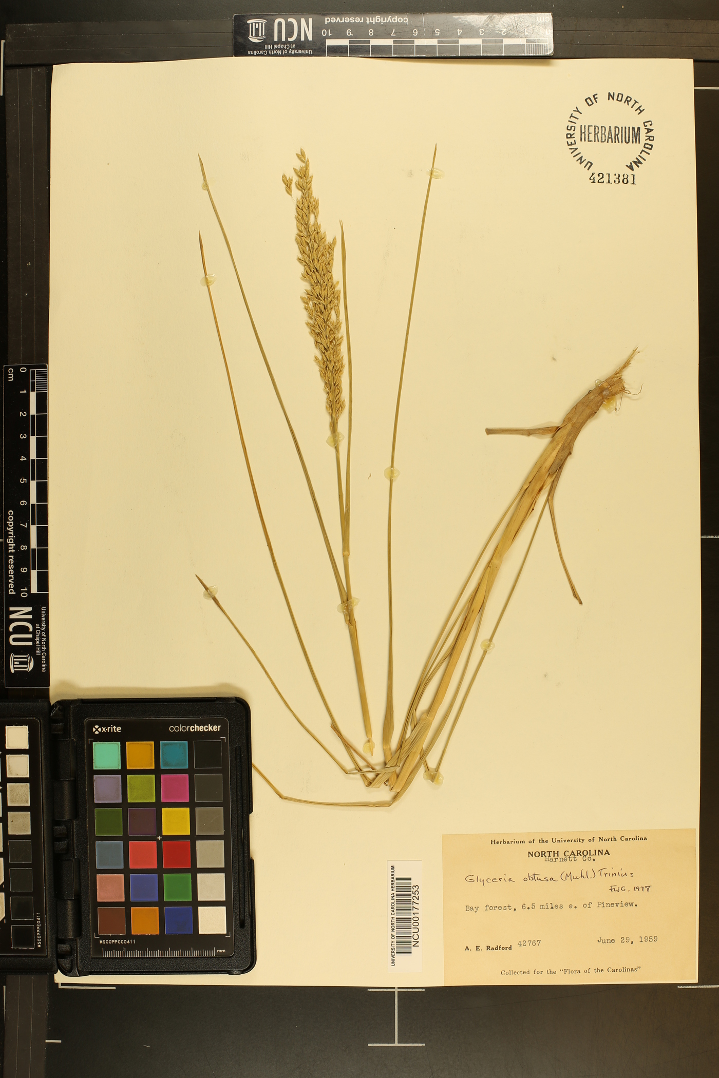 Glyceria obtusa image
