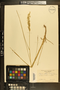 Glyceria obtusa image