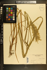 Glyceria obtusa image