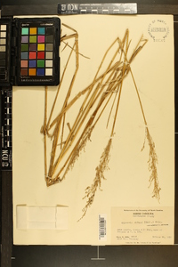 Glyceria obtusa image