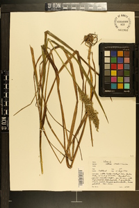 Glyceria obtusa image