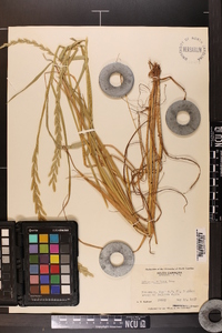 Lolium perenne subsp. multiflorum image