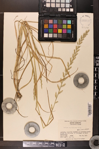 Lolium perenne subsp. multiflorum image