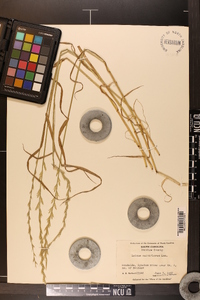 Lolium perenne subsp. multiflorum image