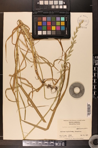 Lolium perenne subsp. multiflorum image