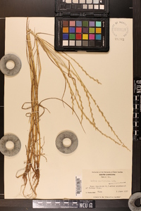 Lolium perenne subsp. multiflorum image