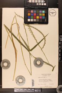 Lolium perenne subsp. multiflorum image