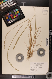 Lolium perenne subsp. multiflorum image