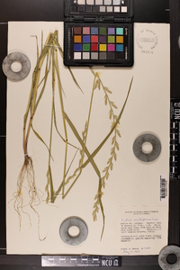 Lolium perenne subsp. multiflorum image