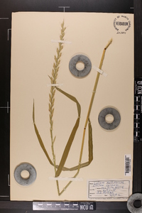 Lolium perenne subsp. multiflorum image