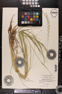 Lolium perenne subsp. multiflorum image