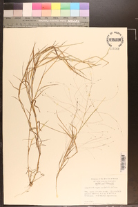 Digitaria cognata image