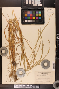 Lolium perenne subsp. multiflorum image