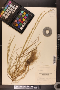 Lolium perenne subsp. multiflorum image