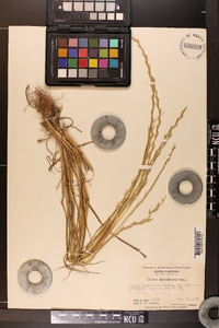 Lolium perenne subsp. multiflorum image