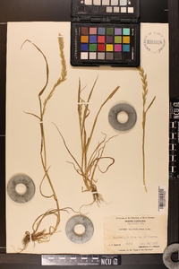 Lolium perenne subsp. multiflorum image