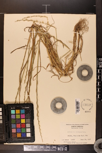 Lolium perenne subsp. multiflorum image