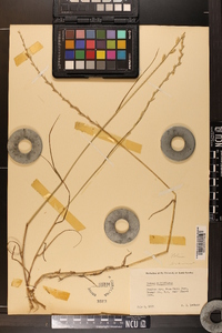 Lolium perenne subsp. multiflorum image