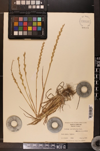 Lolium perenne subsp. multiflorum image