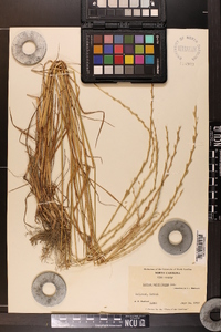 Lolium perenne subsp. multiflorum image