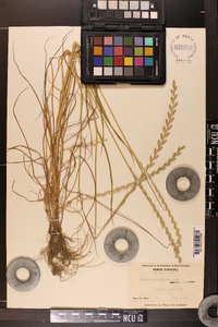 Lolium perenne subsp. multiflorum image