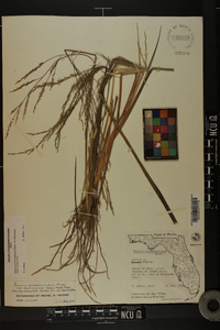 Panicum dichotomiflorum subsp. bartowense image