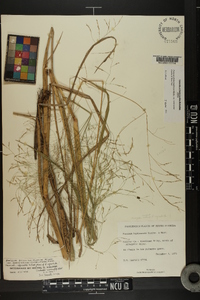 Panicum dichotomiflorum subsp. bartowense image