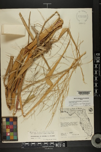 Panicum dichotomiflorum subsp. bartowense image