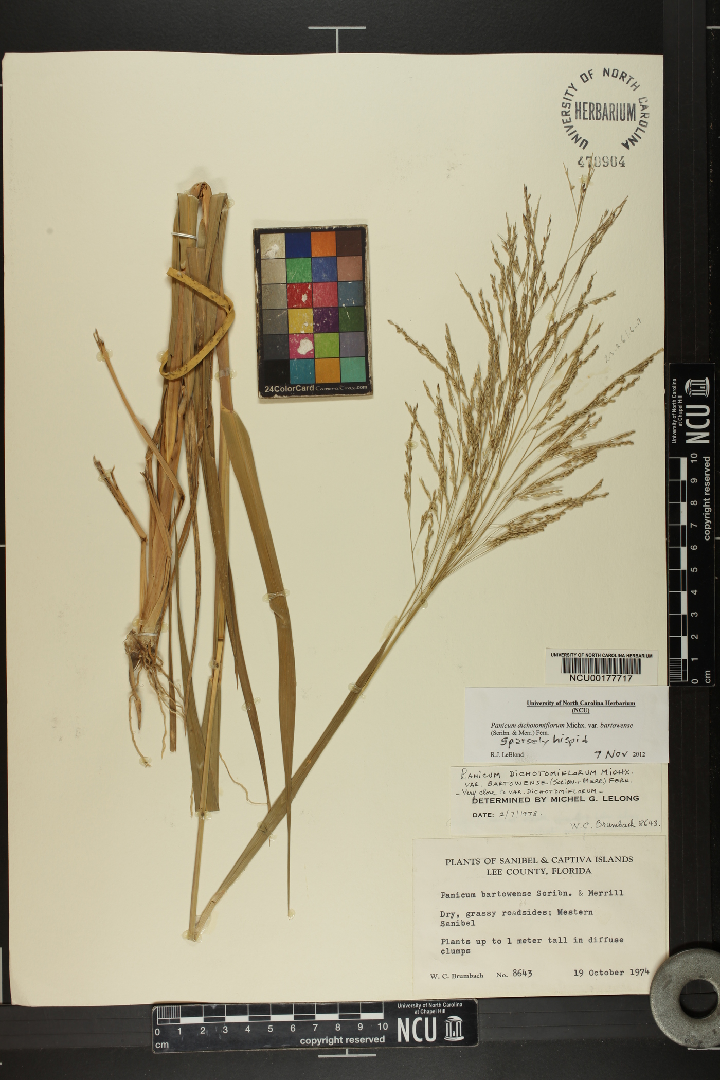 Panicum dichotomiflorum subsp. bartowense image
