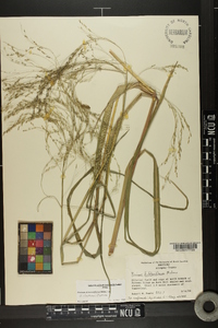 Panicum dichotomiflorum var. dichotomiflorum image