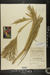 Panicum dichotomiflorum var. dichotomiflorum image