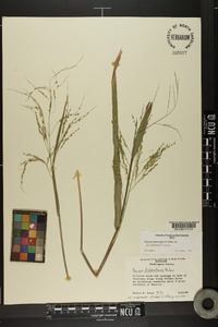 Panicum dichotomiflorum var. dichotomiflorum image