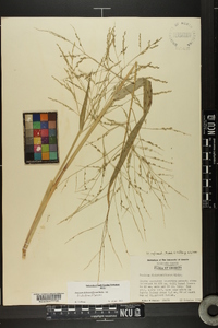 Panicum dichotomiflorum var. dichotomiflorum image