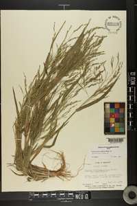 Panicum dichotomiflorum var. dichotomiflorum image