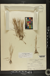 Panicum dichotomiflorum var. dichotomiflorum image