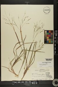 Panicum dichotomiflorum var. dichotomiflorum image