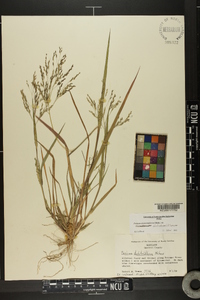 Panicum dichotomiflorum var. dichotomiflorum image