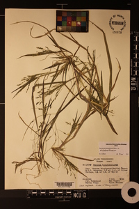 Panicum dichotomiflorum var. dichotomiflorum image