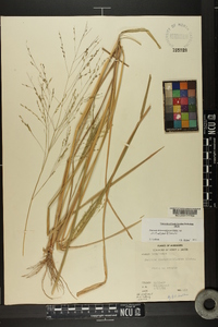 Panicum dichotomiflorum var. dichotomiflorum image