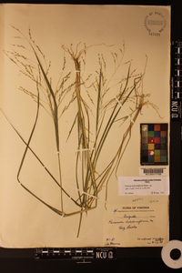 Panicum dichotomiflorum var. dichotomiflorum image