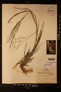 Panicum dichotomiflorum var. dichotomiflorum image