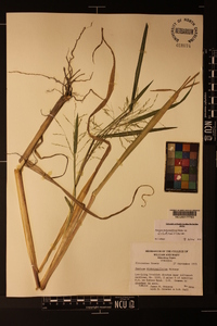 Panicum dichotomiflorum var. dichotomiflorum image