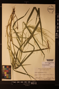 Panicum dichotomiflorum var. dichotomiflorum image